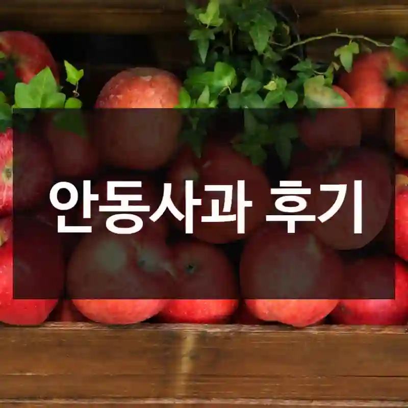 안동사과 후기