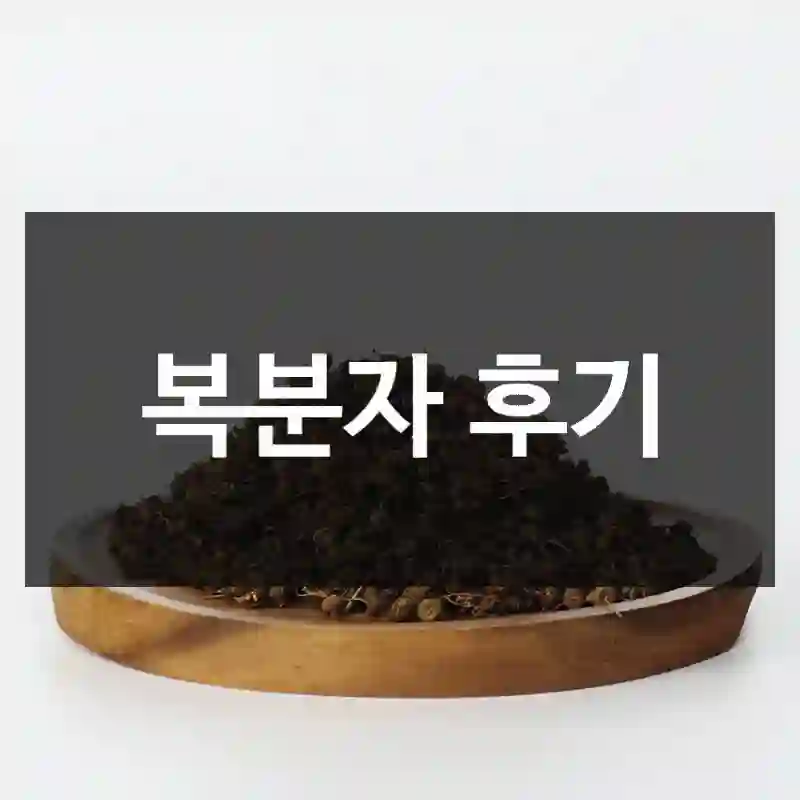 복분자 후기