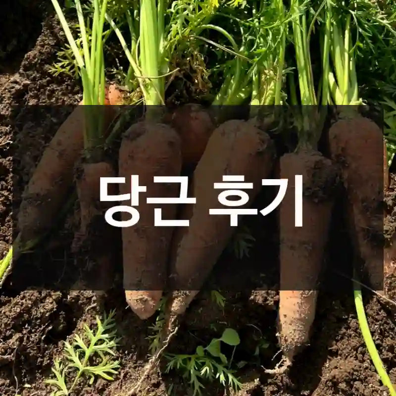당근 후기