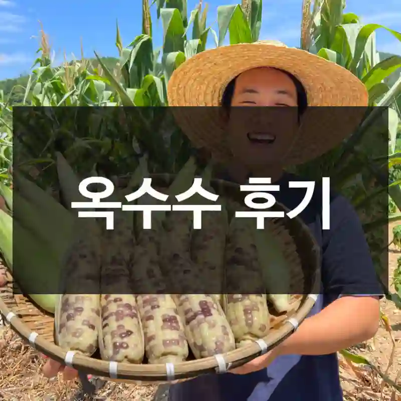 옥수수 후기
