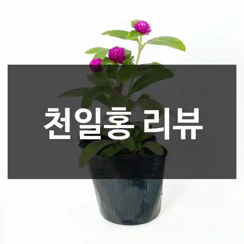 천일홍 리뷰