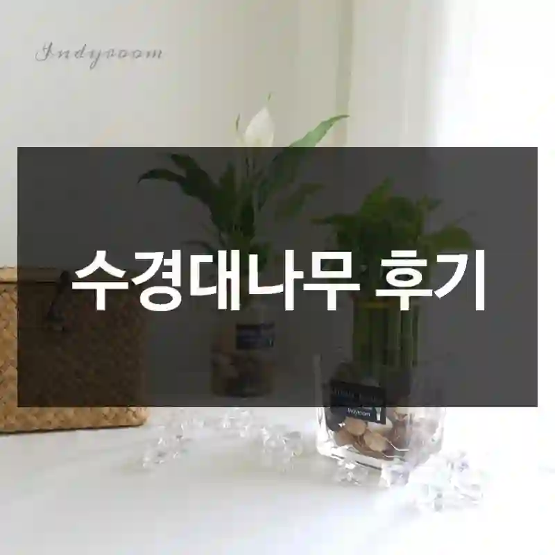 수경대나무 후기