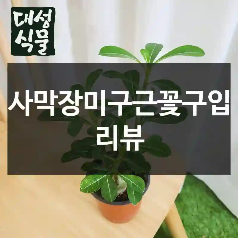 사막장미구근꽃구입 리뷰